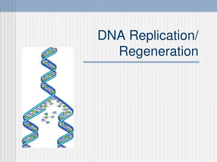 dna replication regeneration