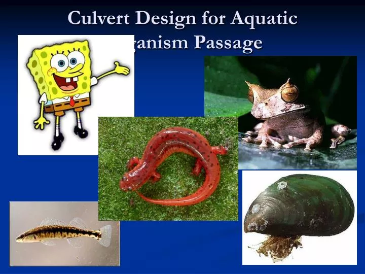 culvert design for aquatic organism passage