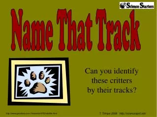 Can you identify these critters by their tracks?