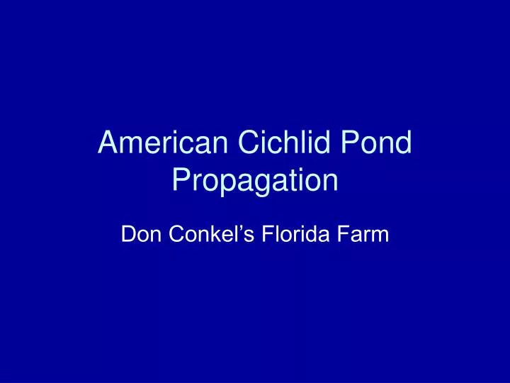 american cichlid pond propagation