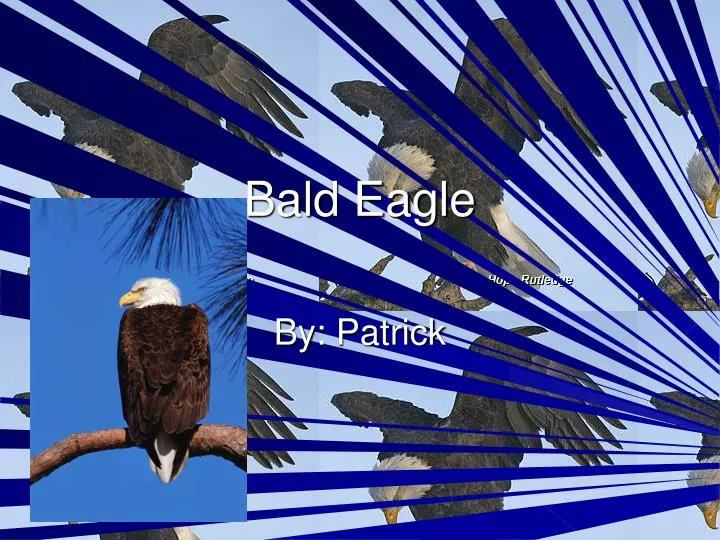 PPT - Bald Eagle PowerPoint Presentation, free download - ID:1251530