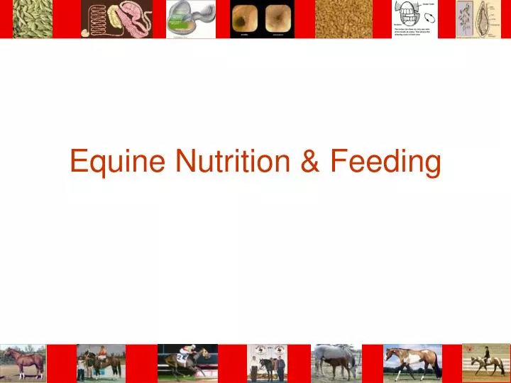 equine nutrition feeding