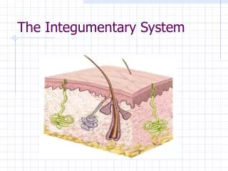 The Integumentary System