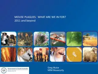Mouse Plagues: WHAT ARE WE IN FOR? 2011 and beyond