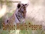 Banjoko Wildlife Preserve - slide 1