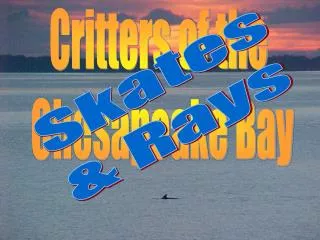 Critters of the Chesapeake Bay