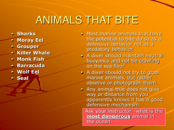 animals that bite