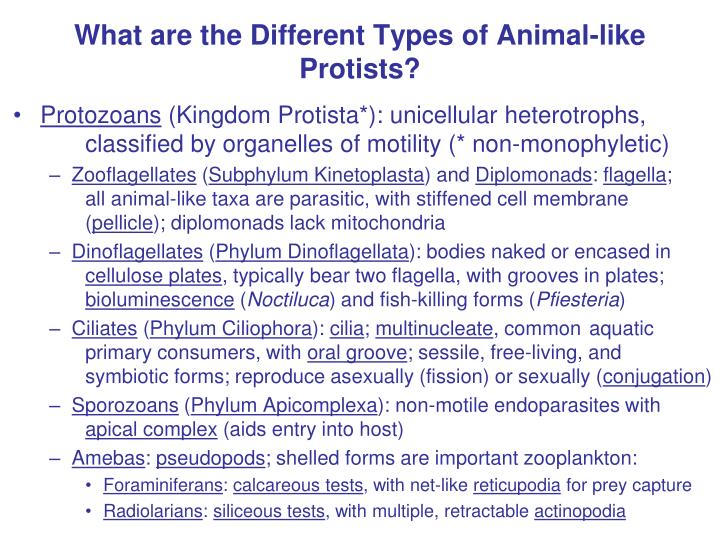 what are the different types of animal like protists