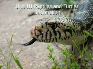 Unit III Reptiles and Turtles Information