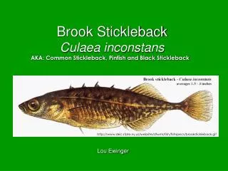 Brook Stickleback Culaea inconstans