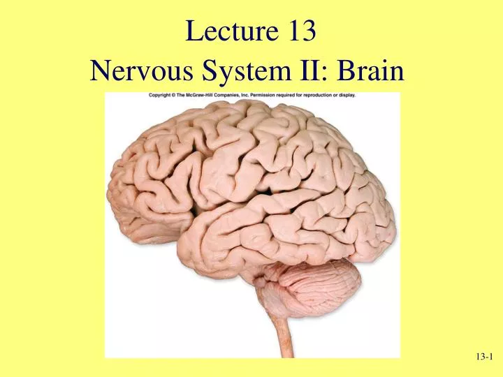 nervous system ii brain