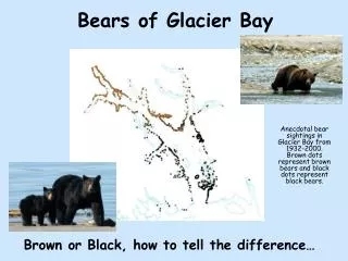 Bears of Glacier Bay