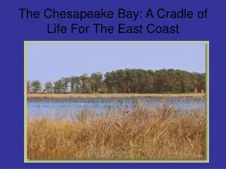 The Chesapeake Bay: A Cradle of Life For The East Coast