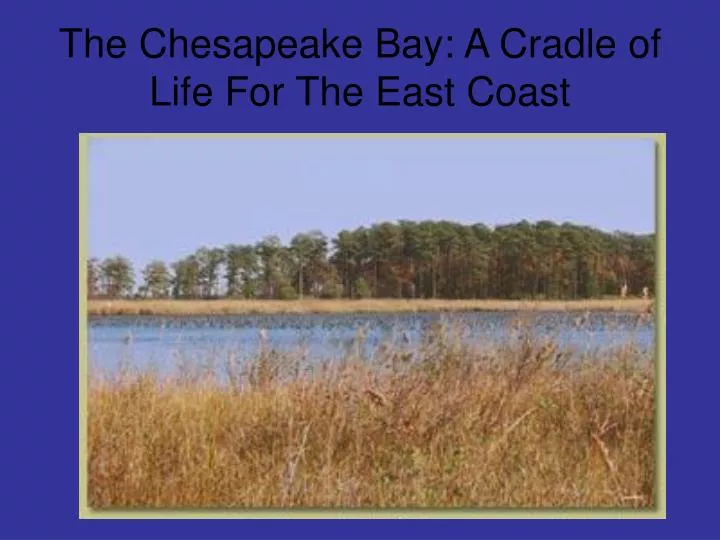 the chesapeake bay a cradle of life for the east coast
