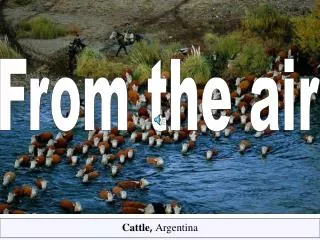 Cattle , Argentina