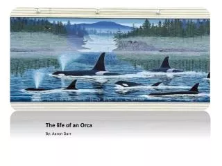 The life of an Orca
