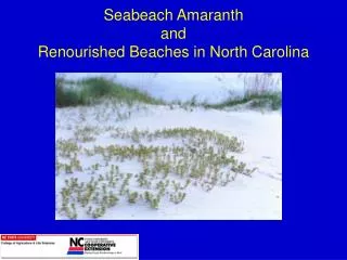 Seabeach Amaranth and Renourished Beaches in North Carolina