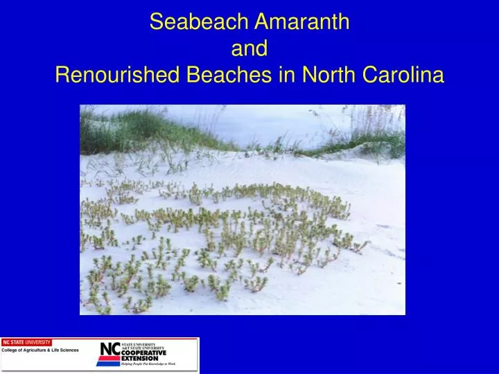 seabeach amaranth and renourished beaches in north carolina