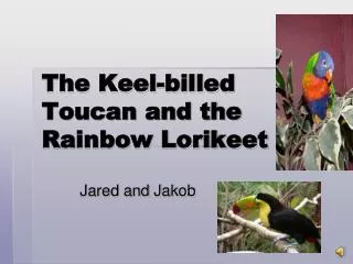 The Keel-billed Toucan and the Rainbow Lorikeet