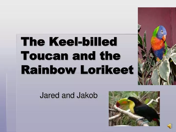 the keel billed toucan and the rainbow lorikeet