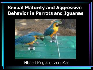 Sexual Maturity and Aggressive Behavior in Parrots and Iguanas