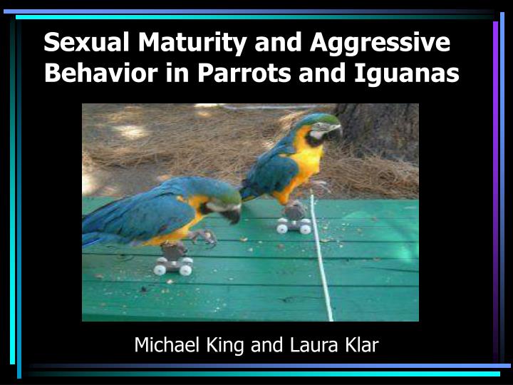 sexual maturity and aggressive behavior in parrots and iguanas