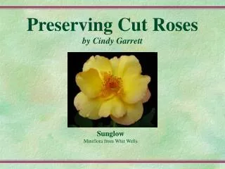 Preserving Cut Roses by Cindy Garrett