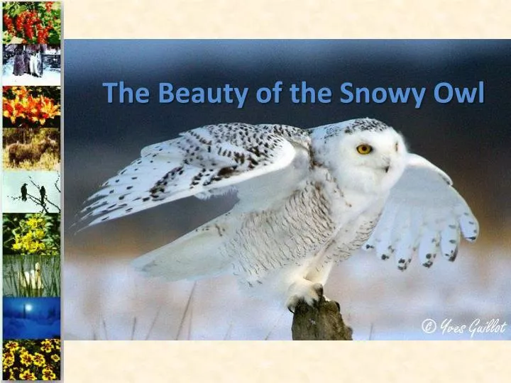 the beauty of the snowy owl