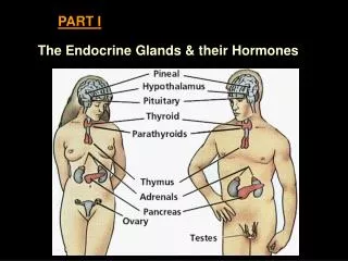 The Endocrine Glands &amp; their Hormones