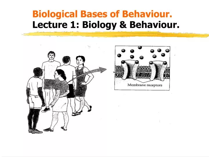 biological bases of behaviour lecture 1 biology behaviour
