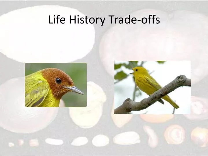 life history trade offs