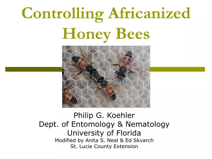 controlling africanized honey bees