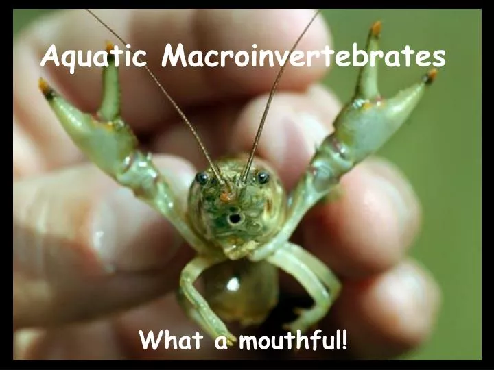 aquatic macroinvertebrates