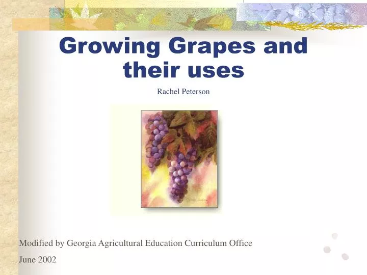 growing grapes and their uses rachel peterson