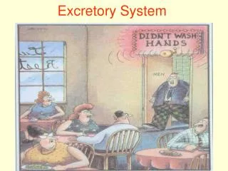 excretory system