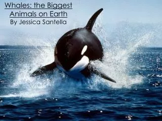 Whales: the Biggest Animals on Earth By Jessica Santella