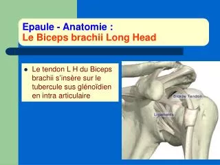 Epaule - Anatomie : Le Biceps brachii Long Head