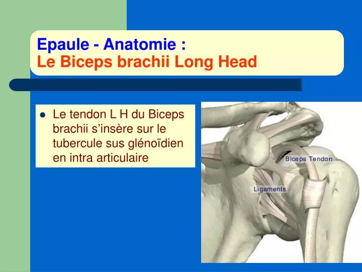 epaule anatomie le biceps brachii long head