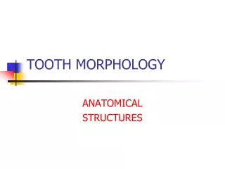 TOOTH MORPHOLOGY
