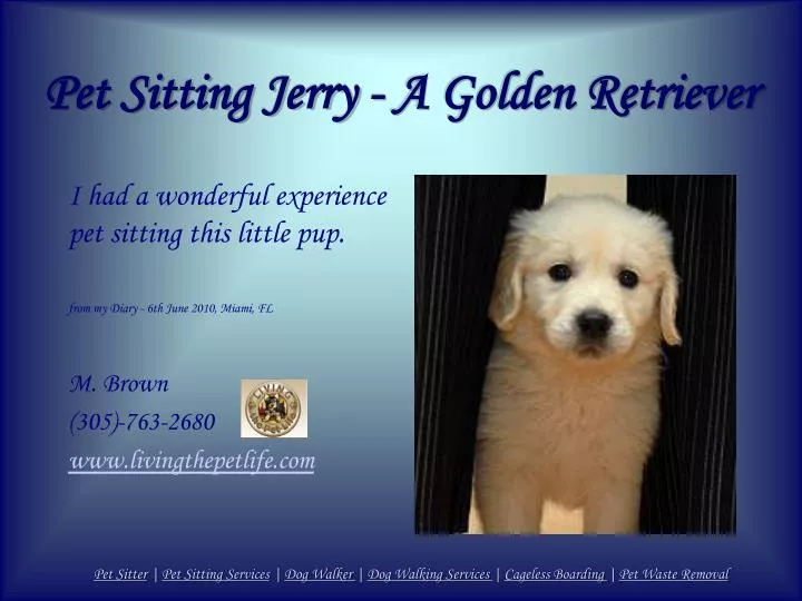 pet sitting jerry a golden retriever