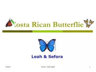 Costa Rican Butterflies