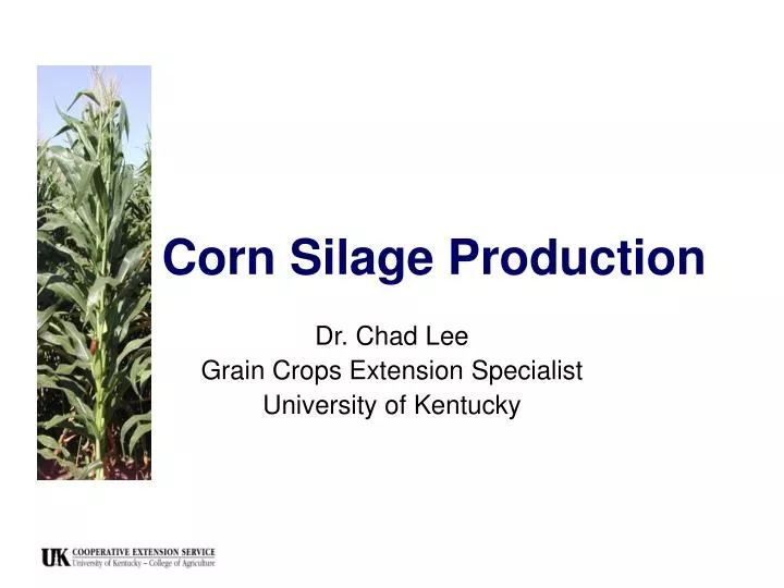 corn silage production