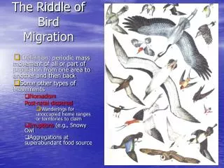 The Riddle of Bird Migration