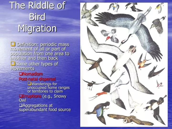 the riddle of bird migration