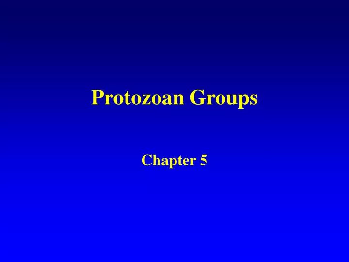 protozoan groups