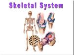 Skeletal System - slide 1