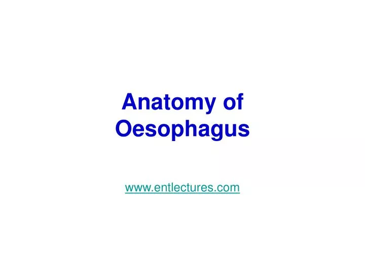 anatomy of oesophagus