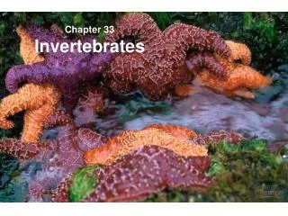 Chapter 33 Invertebrates