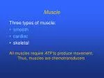 Muscle - slide 1