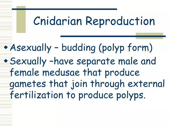 cnidarian reproduction